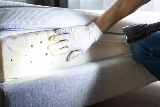 Best Mosquito Control Services  in Rensselaer, IN